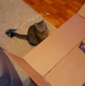Gatto si lancia in uno scatolone vuoto per prendere una caramella