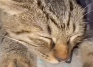 Gatto tenerissimo non riesce a svegliarsi quando dorme insieme al suo padrone