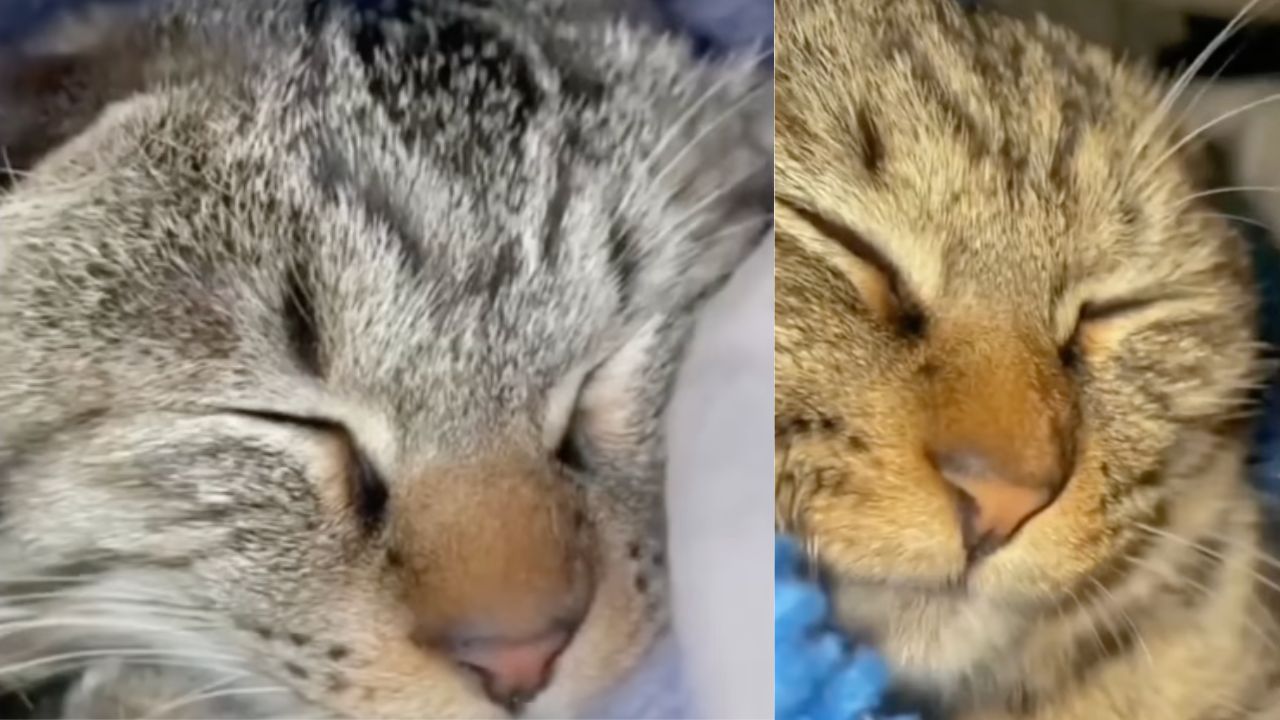 gatto dorme con il padrone