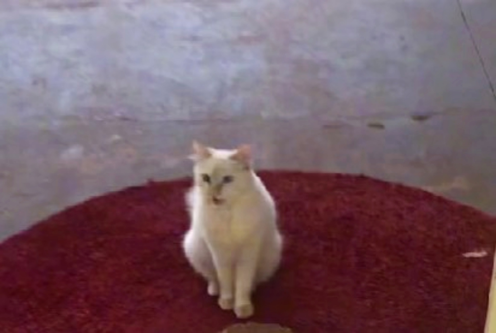 gatto bianco