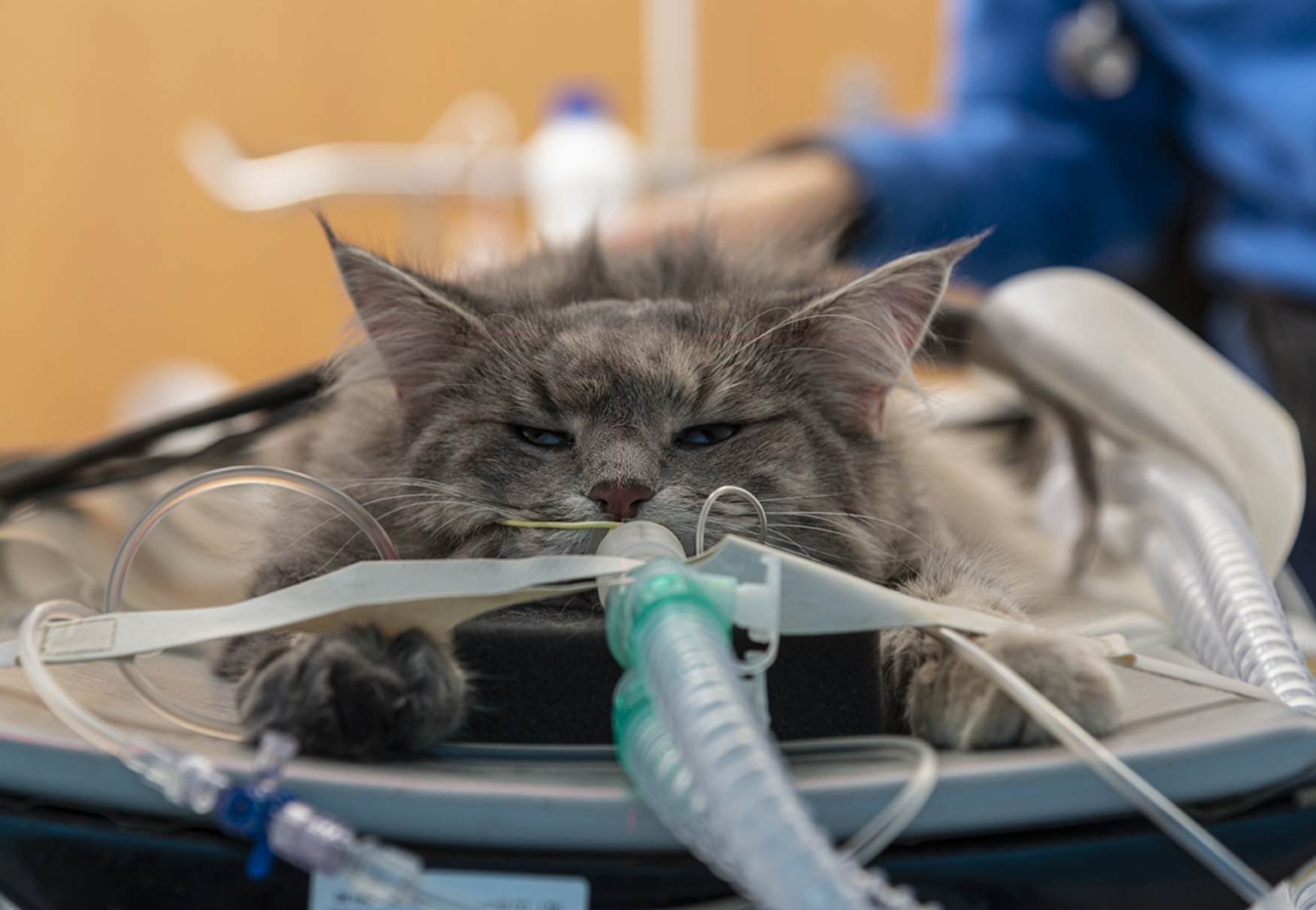 gatto intubato per operazione