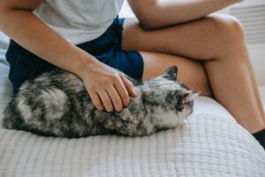Gonfiore sottocutaneo gatto: cause, sintomi e cure