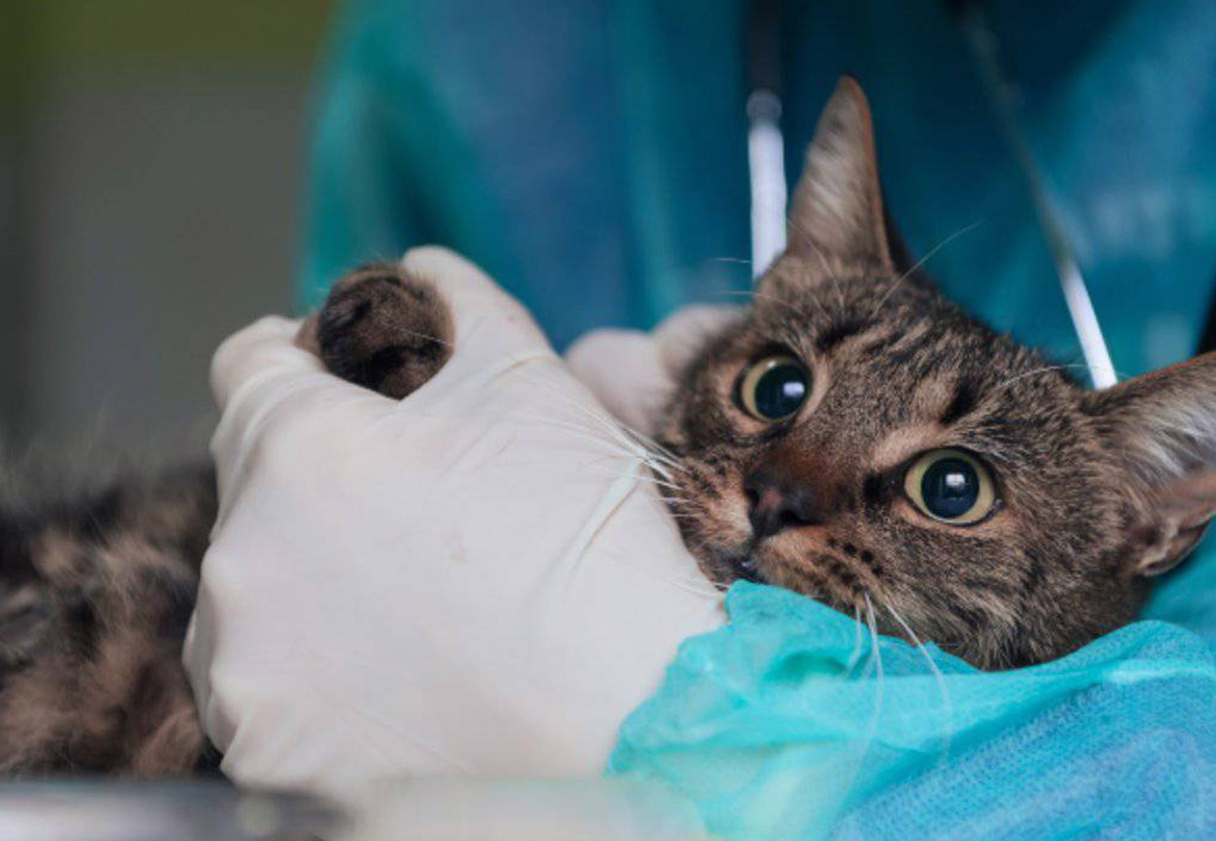 gatto tenuto dal veterinario