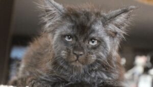 Ha la faccia più umana che ci sia: questa gatta di nome Valkiria è l’idolo del web
