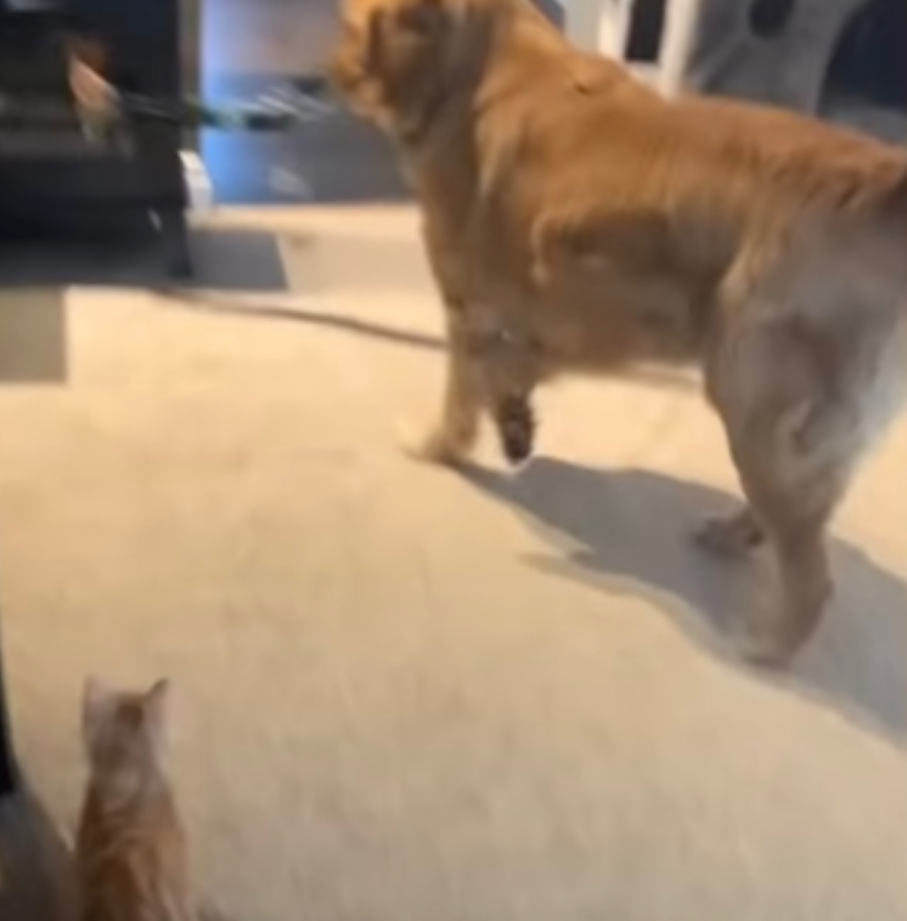 Gatto resta con il cagnolino