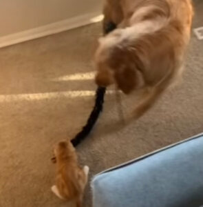 Gattino e cane giocano