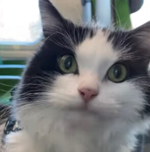 Il gatto Mauri in un video si gode un fantastico viaggio in treno