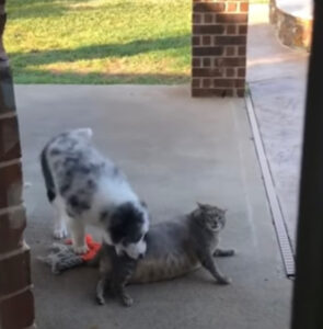 Il gatto è così pigro che non vuole nemmeno alzarsi da terra per giocare con il suo fratellino