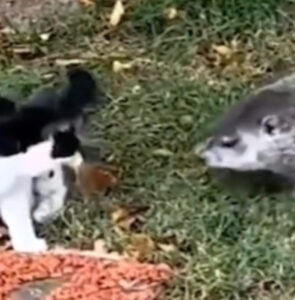 I gatti e la marmotta condividono un importante momento della giornata: la colazione