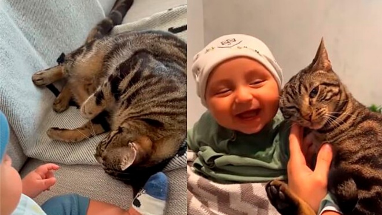 gatto e bambino