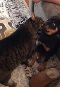 Il gatto terrorizza il suo amico cane riempiendolo di baci