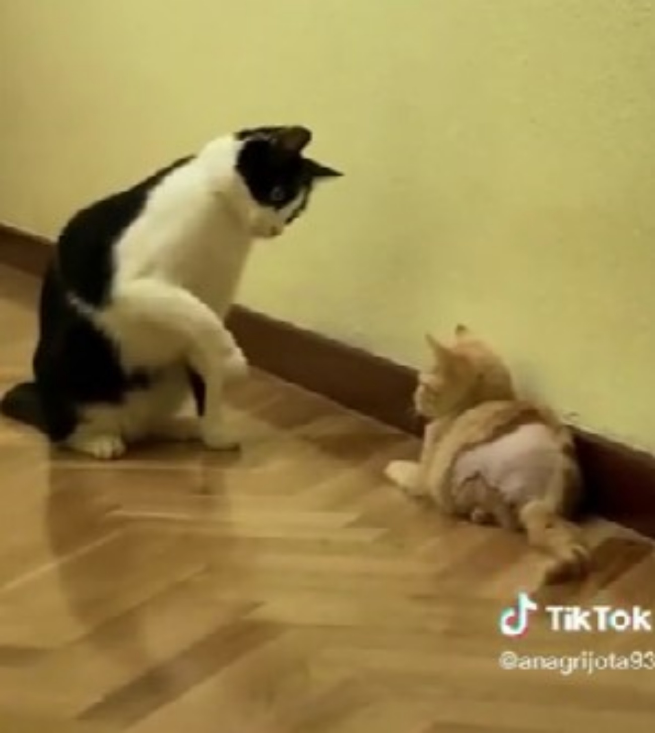 gattino e micio
