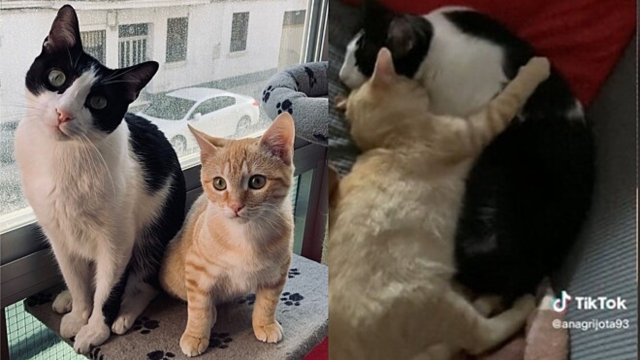 gatto e gattino