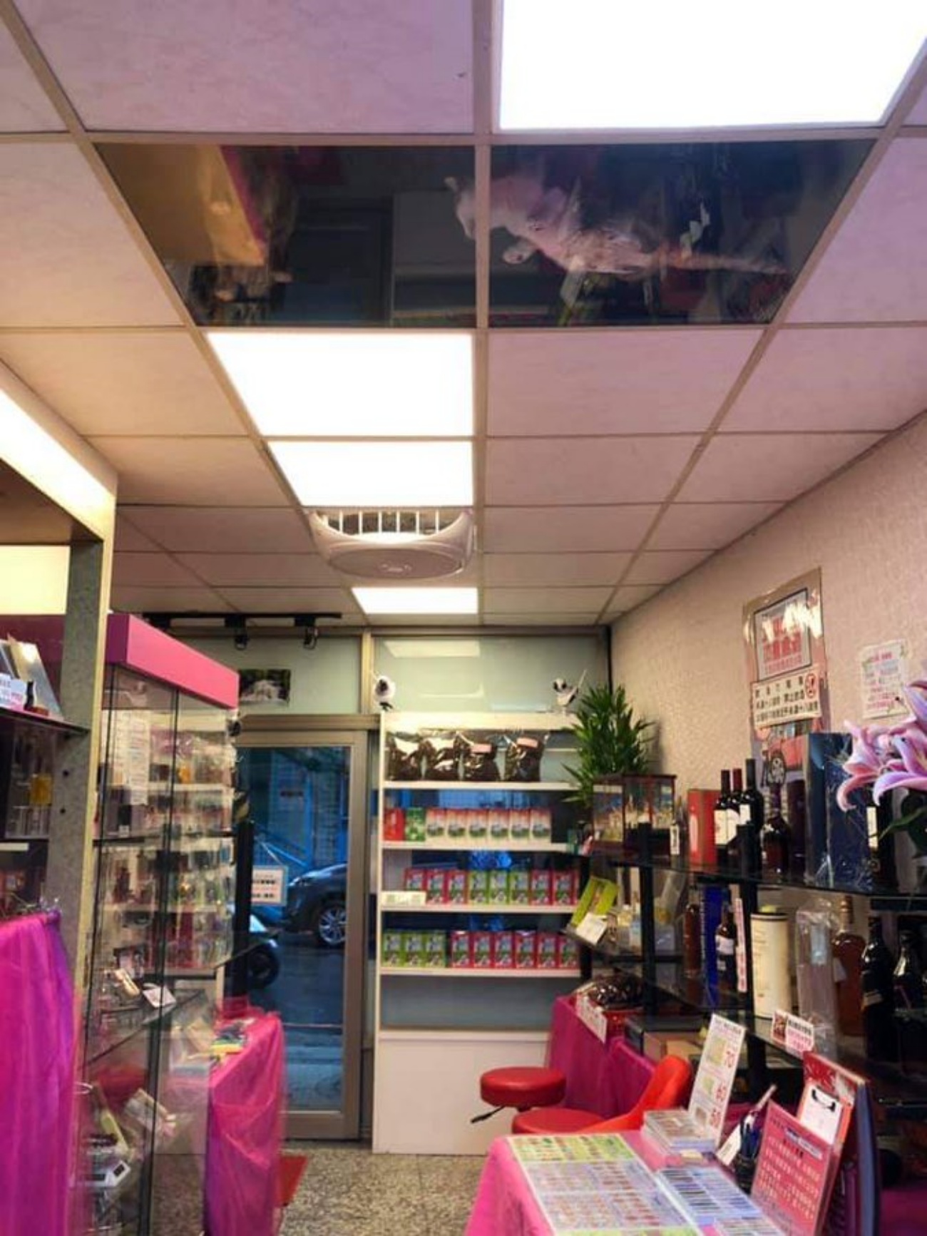 gatti in negozio