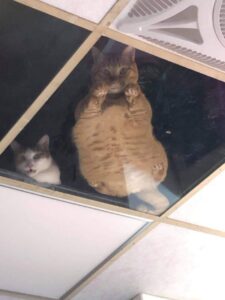 Il proprietario del negozio installa un soffitto di vetro per i suoi gatti: così possono guardarlo tutto il giorno