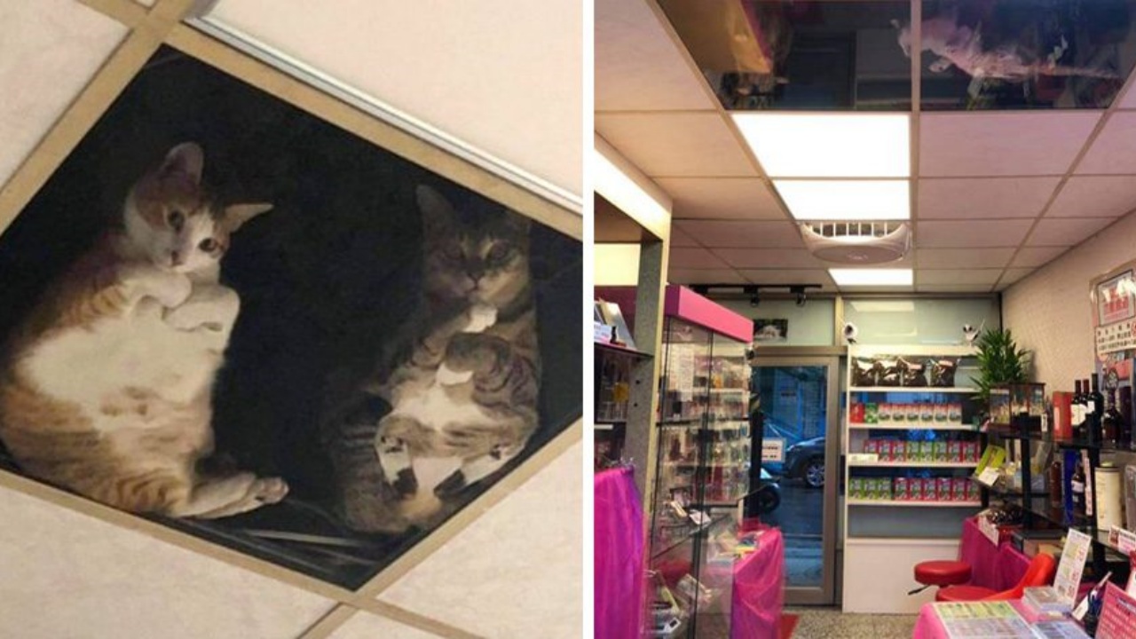 gatti in soffitta