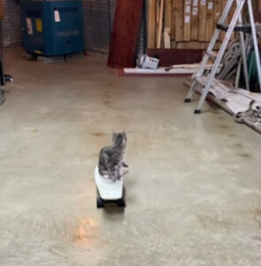 La dolcissima gattina impara ad andare sullo skateboard a soli sei mesi