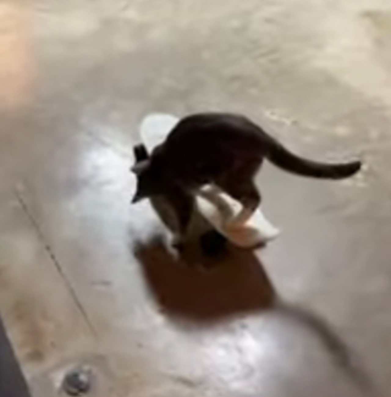 Gattina va sullo skate