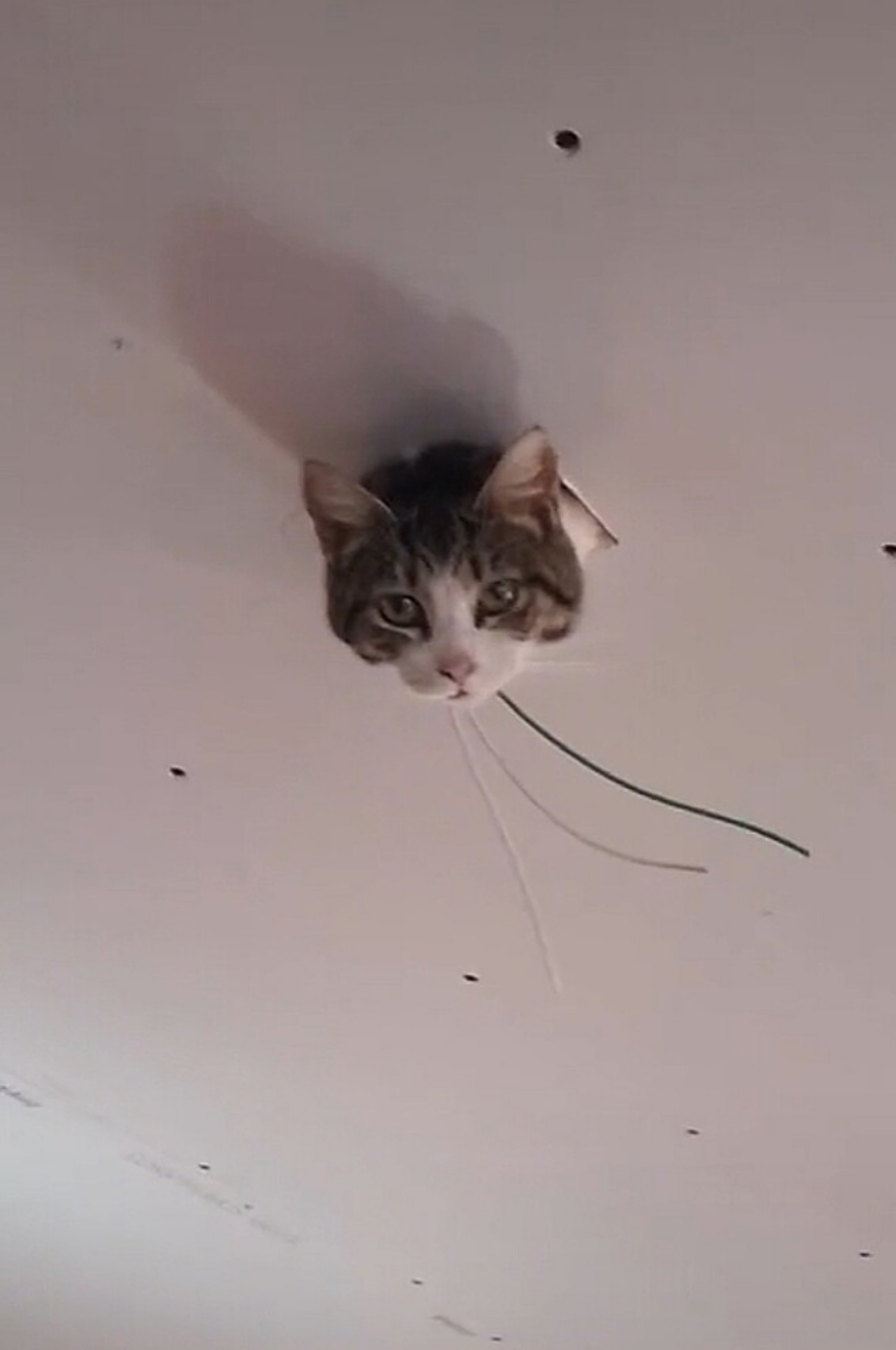 gatto nel soffitto