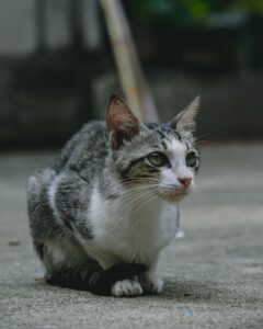 La lettera di un gatto randagio che non ha mai conosciuto l’amore