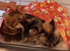 La padrona impacchetta i suoi tre gatti come se li volesse regalare a qualcuno (VIDEO)