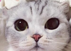 Lei si chiama Hana e tutti pensano che sia la gattina con gli occhi più grandi del mondo