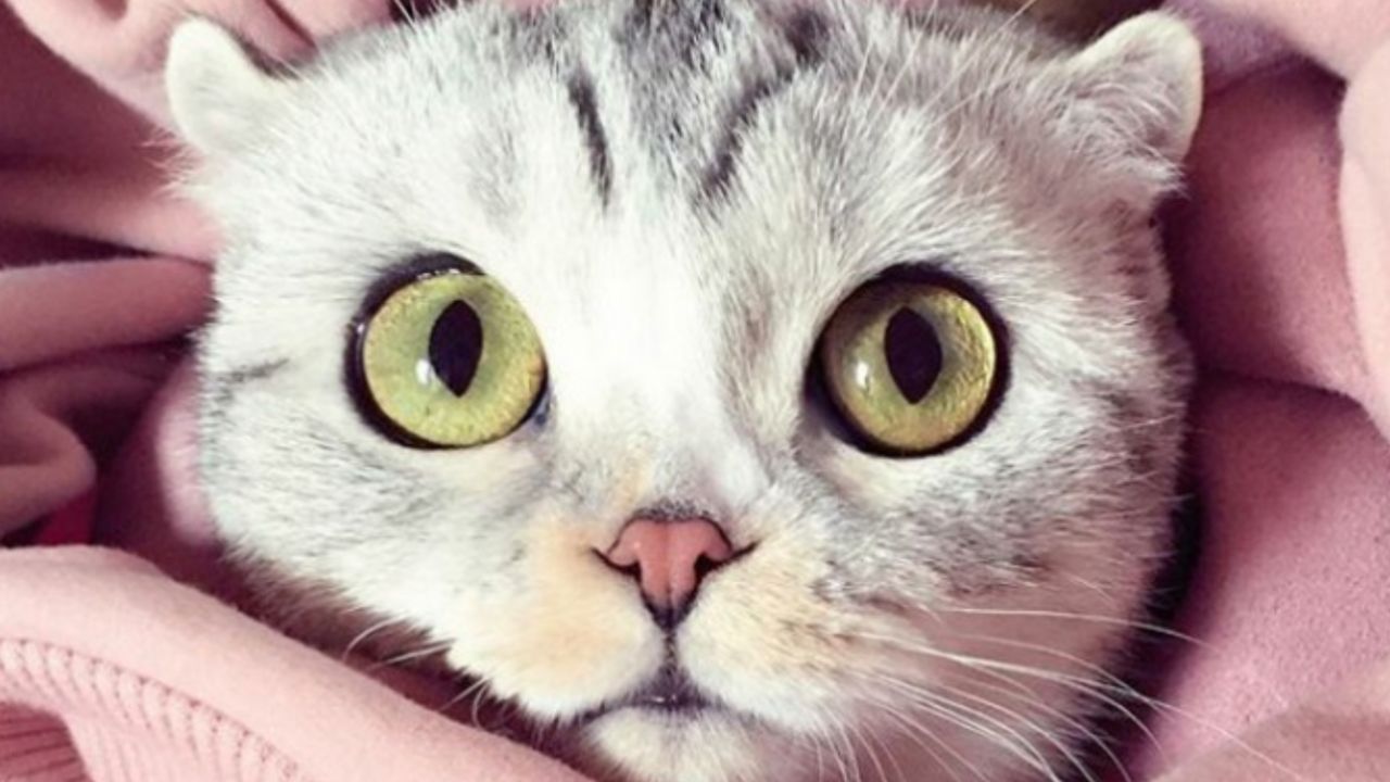 la gatta dagli occhi fantastici