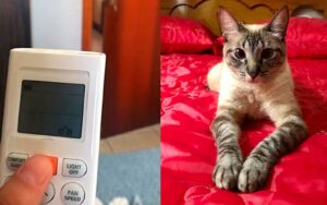 L’incredibile reazione di una gattina al suono del telecomando dell’aria condizionata
