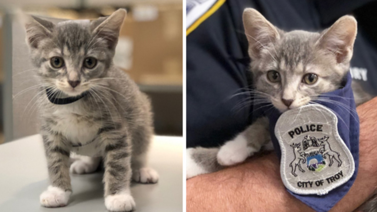 Gatto è diventato poliziotto