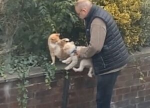 L’uomo interrompe la passeggiata con il cane per poter accarezzare il gatto (e farli conoscere)