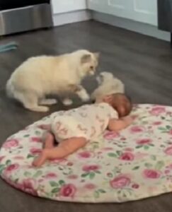 Mamma gatta mette il suo gattino vicino al neonato: sa che cresceranno insieme