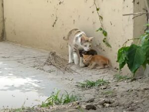 Mamma gatta miagola ai suoi gattini adottati per dire loro di seguirla