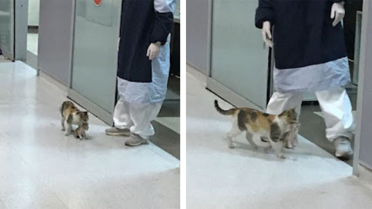 mamma gatto porta gattino in ospedale