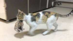 mamma gatto porta gattino malato in ospedale