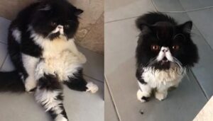 Una donna rade il suo gatto Persiano: l’espressione del felino è tutta da ridere