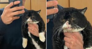 Monta il gatto famoso grazie alle sue espressioni; sembra stanco di tutto!