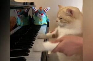 Mui Mui, il gatto pianista che si gode la sua fama