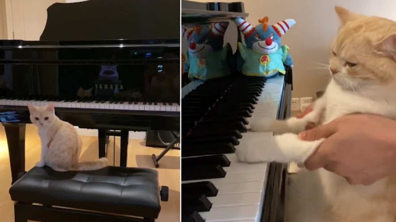 gatto pianista