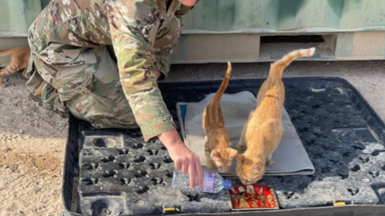 Soldato da da mangiare al gatto