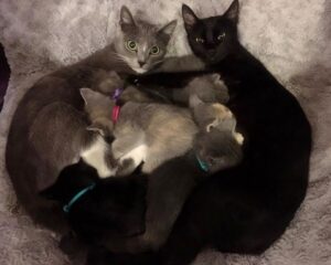 Non una ma ben due mamme gatto partoriscono sul suo patio: la donna diventa “nonna” di 8 cuccioli