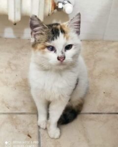 Olga, la gattina recuperata dalla strada è alla ricerca di un’adozione per sempre