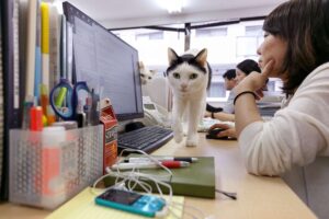 Per diminuire lo stress dei suoi dipendenti questa azienda utilizza dei bellissimi gatti