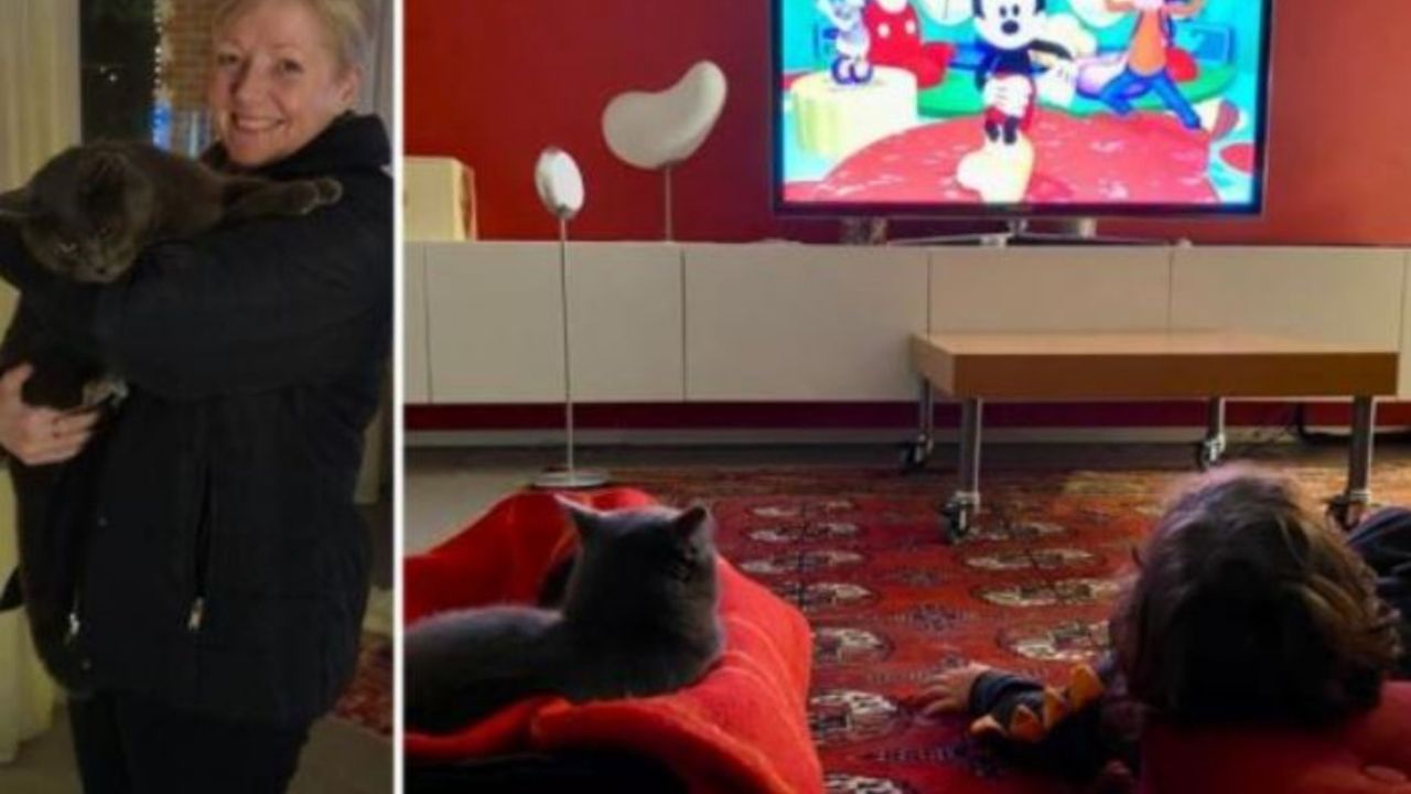 Un gatto che guarda la tv con un bambino