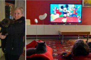 Phileas: il gatto che ha tante famiglie adottive!
