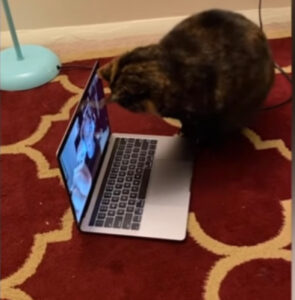 Questa gatta riesce a tenersi in contatto con la sua mamma grazie alle videochiamate