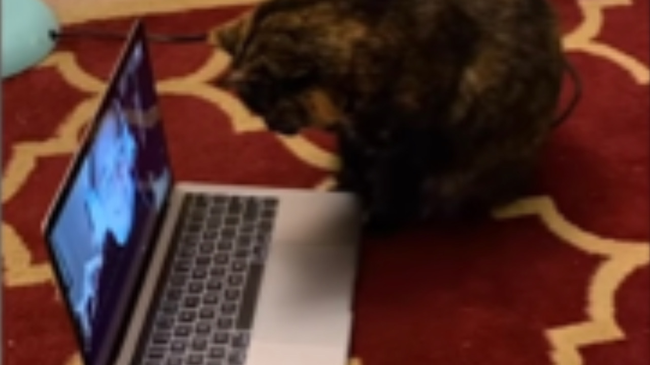 Gatto fissa il computer