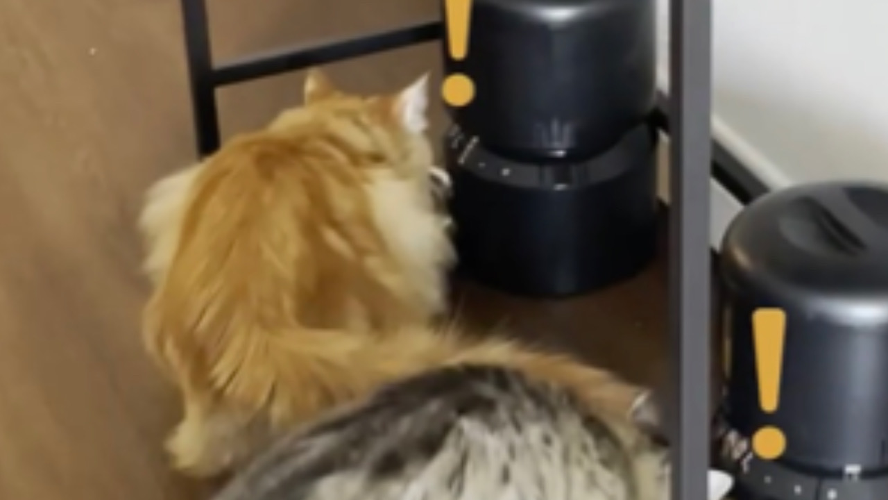 Gatto guarda il dispenser