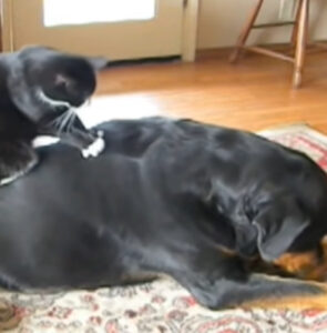 Gatto fa un piccolo massaggio al suo adorato cane