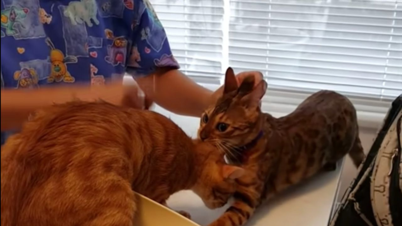 veterinario prova a separare due gatti