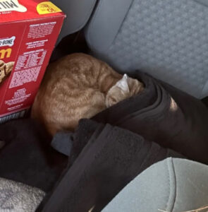 Questo gatto era solo in mezzo alla strada, ma per fortuna ha incrociato qualcuno che gli ha cambiato la vita